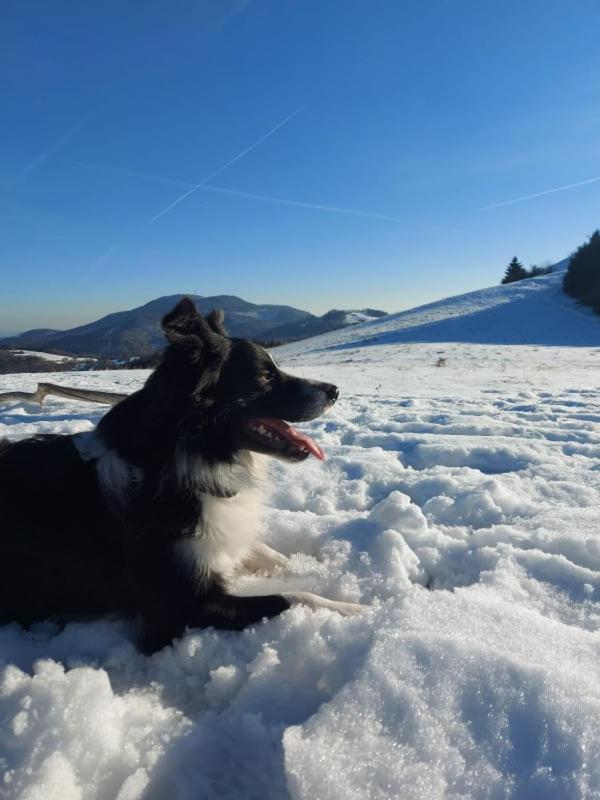 Pensjonat Burg Nad Banskou Stiavnicou Stiavnicke Bane Zewnętrze zdjęcie